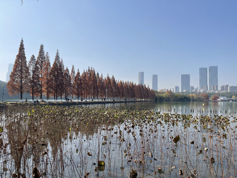 湖边水杉