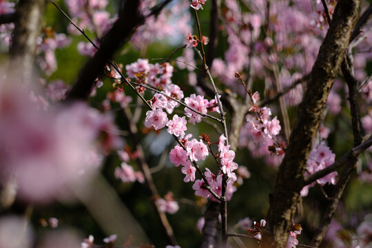 春天盛开的粉色樱花