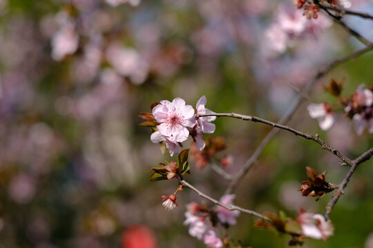 春天盛开的粉色樱花