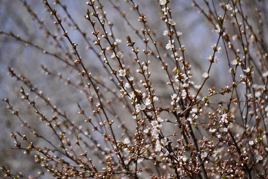 山樱桃花