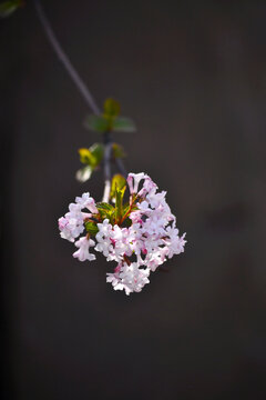 香荚蒾花