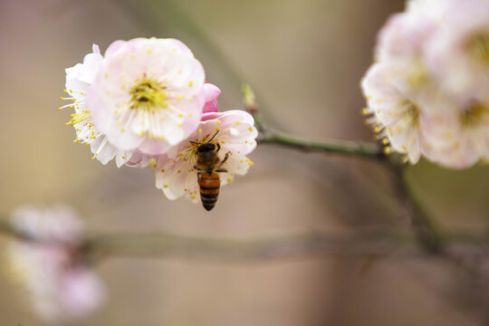 蜜蜂梅花