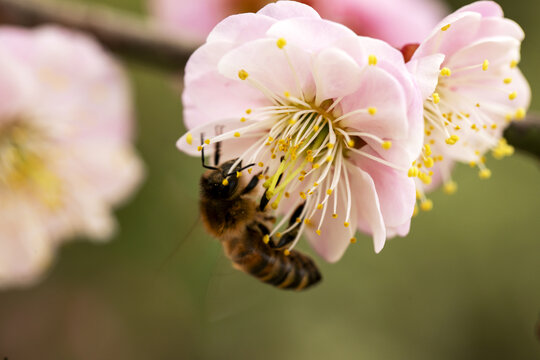 蜜蜂梅花