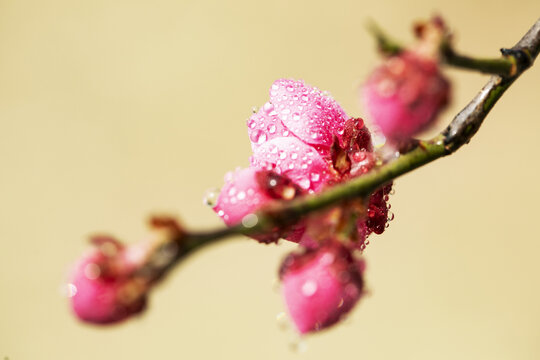 红梅花开