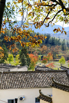 秋天的塔川村