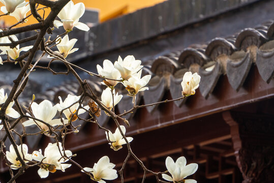 春天上海龙华寺玉兰花