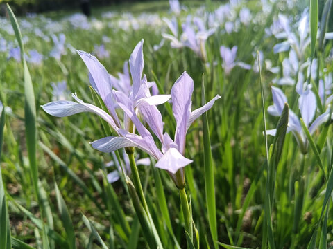 马兰花马莲花