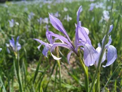 马兰花马莲花