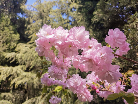 樱花晚樱