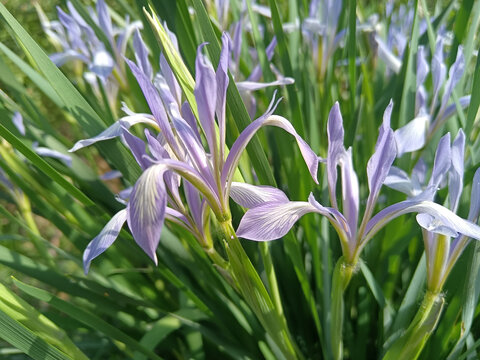 马兰花马莲花