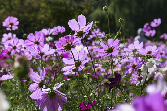 波斯菊