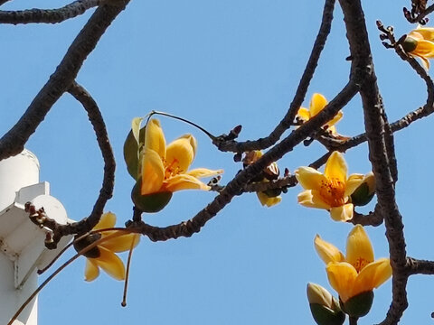 木棉花