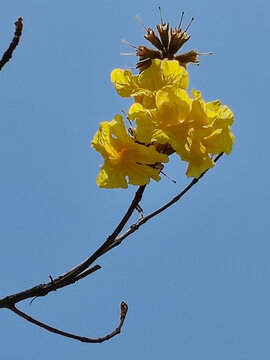 黄风铃花