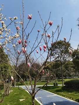 春天里的粉色栀子花