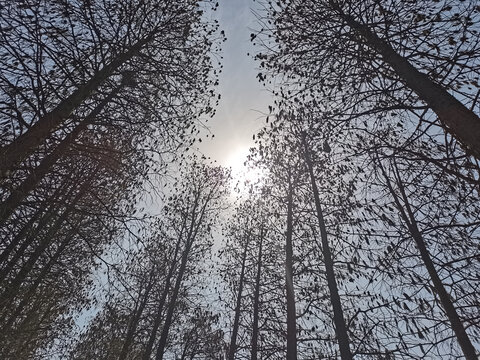 春日里的树林遮天蔽日