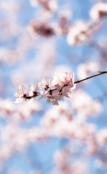 春日樱花