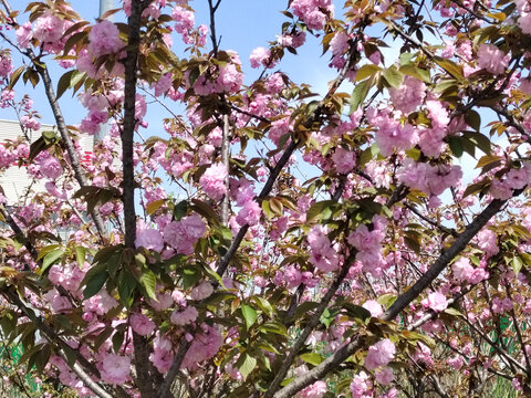 樱花花团锦簇