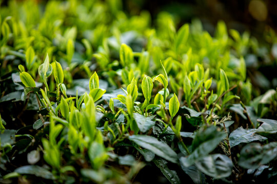 新鲜嫩茶叶