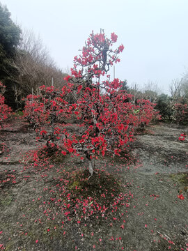 海棠花