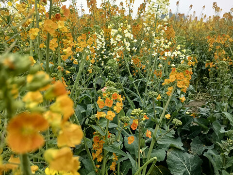 彩色油菜花