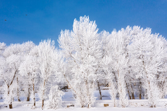 北方冬天农村田野白杨树雾凇雪景