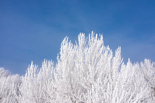 北方冬天白杨树雾凇雪景