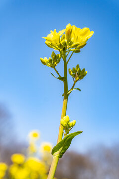 高原油菜花