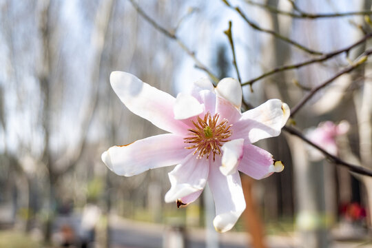 玉兰花开