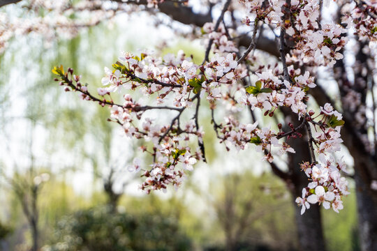 樱花