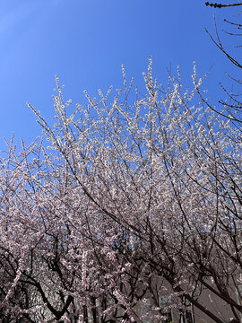 春花烂漫