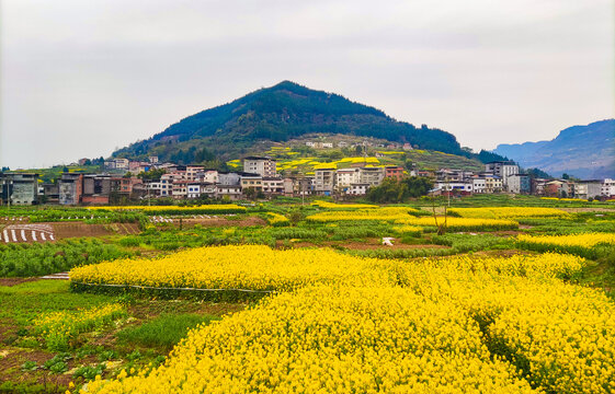 临江镇七星村