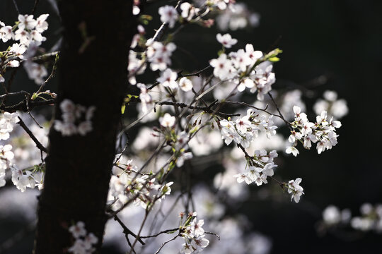 樱花盛开