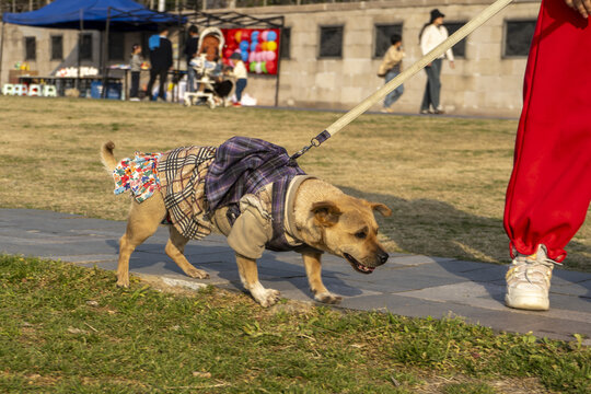 中华田园犬