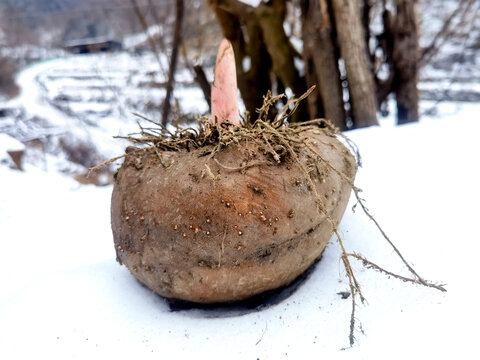 雪地里的魔芋