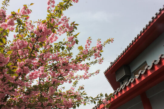 古建旁的樱花