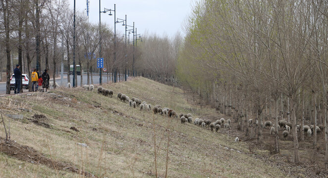 春天的羊