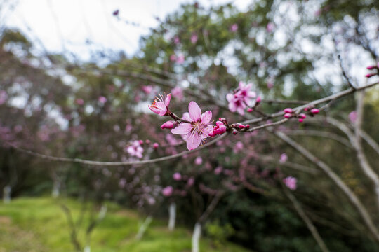 桃花林