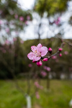 春暖花开桃花盛开