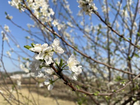 李子花