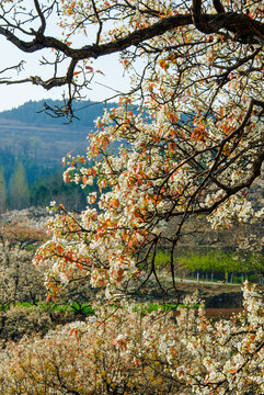春天园林梨树开花