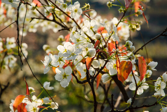 梨园梨树花