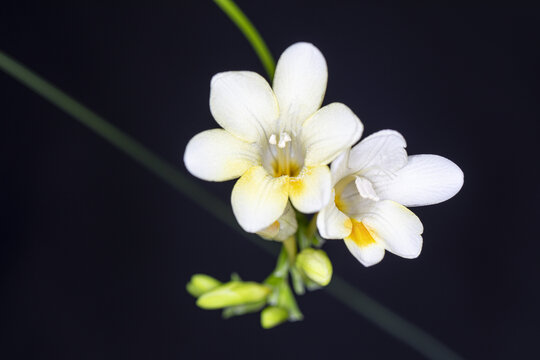 香雪兰花