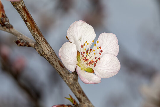 山桃花特写