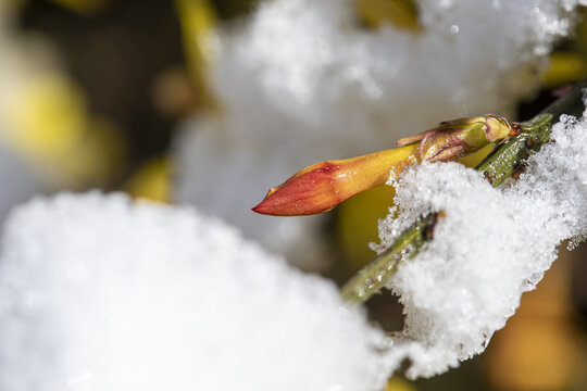 雪中迎春花