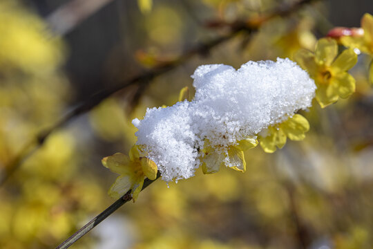 雪中迎春花