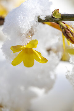 雪中迎春花