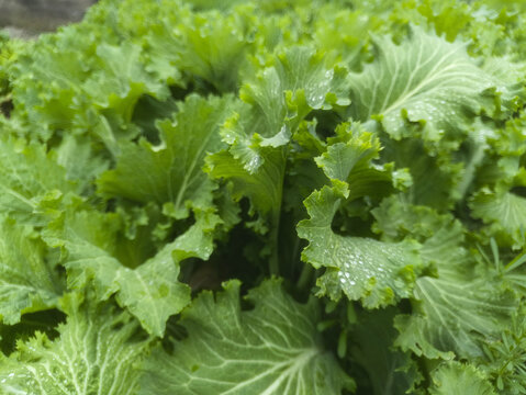 雨露卷叶菜