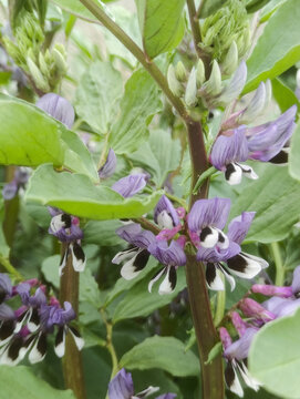 紫色蚕豆花