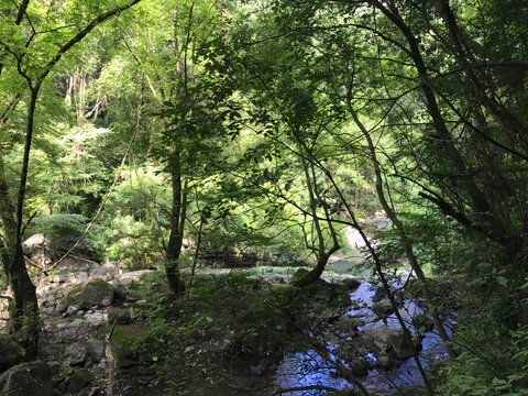 野山溪水树荫涧