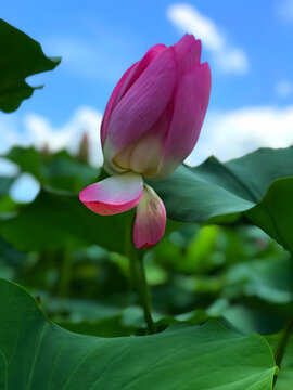 荷花花苞